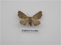 藏品(尺蛾265)的圖片